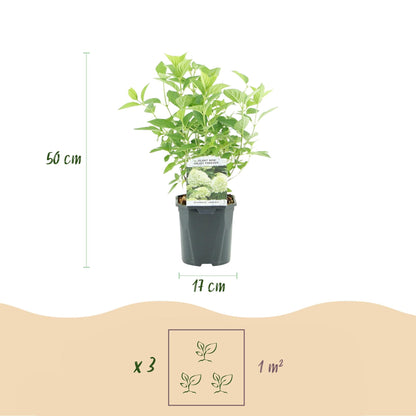 Rispenhortensie – Hydrangea panniculata Limelight – Blüte Limonengrün-Cremeweiß – Laubabwerfend – Große Blüten – 17cm – Höhe ca. 50cm 