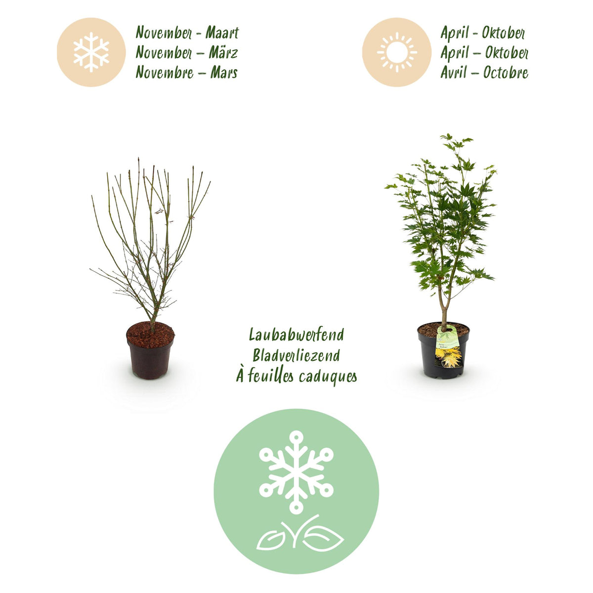 Green boutiQ - Gartenpflanze - Acer palmatum Jordan - Japanischer Ahorn - Laubabwerfend - Gelb - 1 - Topf 26cm - Höhe 90cm 