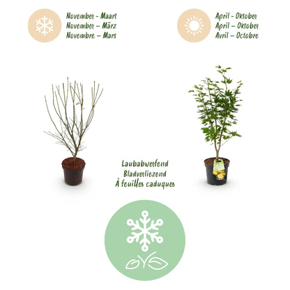 Green boutiQ - Gartenpflanze - Acer palmatum Jordan - Japanischer Ahorn - Laubabwerfend - Gelb - 1 - Topf 26cm - Höhe 90cm 