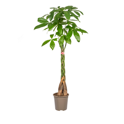 Glückskastanie Pachira Aquatica – Zimmerpflanze – Ø24cm – 120-140cm hoch – Geflochtener Stamm – Exotisch & pflegeleicht 
