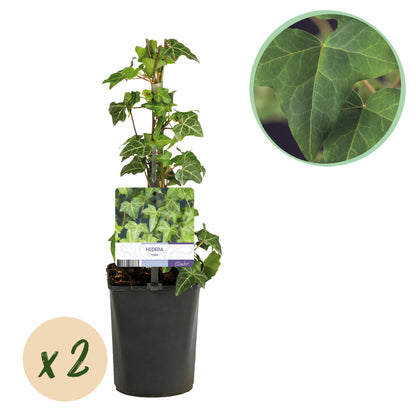 Kletterpflanze Hedera helix – Immergrün – Grüne Blätter – 11 cm x H40 cm – Pflegeleicht – Für Garten, Balkon & Innenräume 