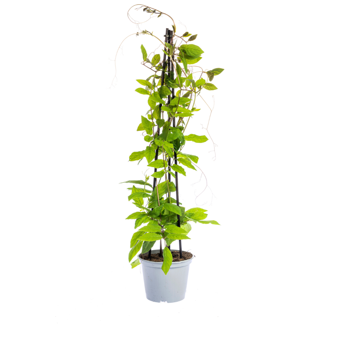 Glockenrebe - Cobea scandens Violet Blue - Ø13 cm - ↕60 cm - 4 Pflanzen 
