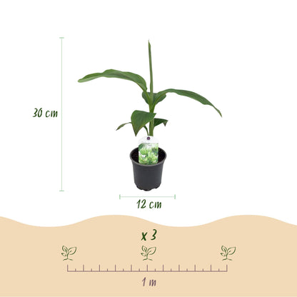 Bananenpflanze Musa Basjoo – 2 Pflanzen – Winterhart – Obstpflanze – Ø12 cm, Höhe ca. 30 cm – Exotische Gartenbanane für Beet, Terrasse & Balkon 