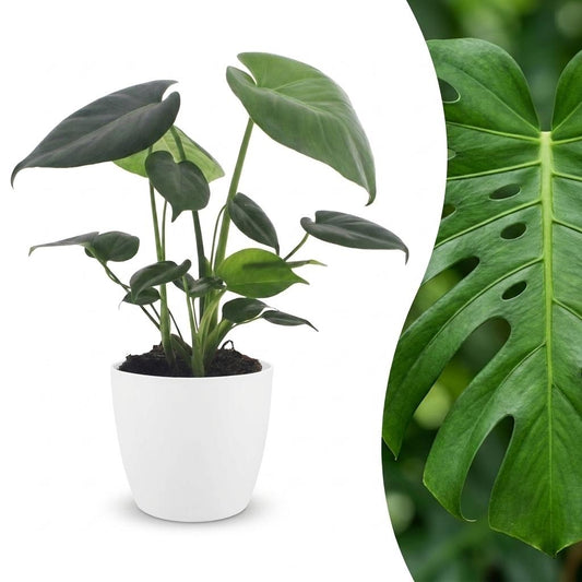Fensterblatt – Monstera deliciosa – Topf Ø12cm – Höhe 30cm – mit weißem Dekotopf – Dekorative Zimmerpflanze