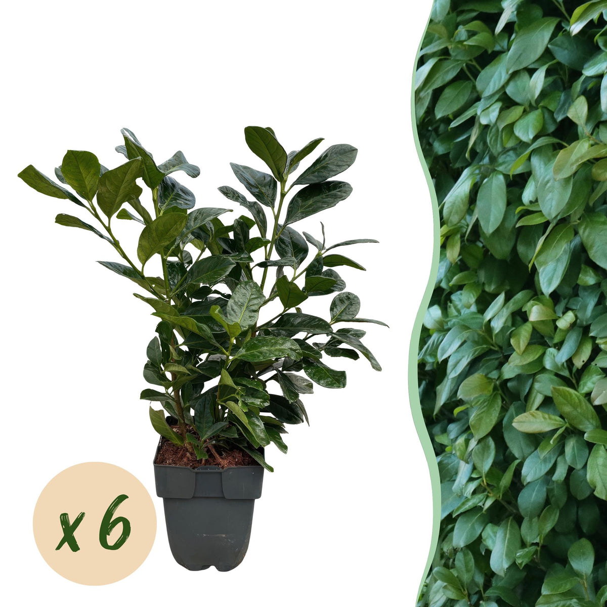 Kirschlorbeer Prunus laurocerasus Etna – Hecke – Blatt grün – 6 Pflanzen – 1 laufender Meter – Immergrün –  17cm x H50cm – Schnell wachsend & pflegeleicht 