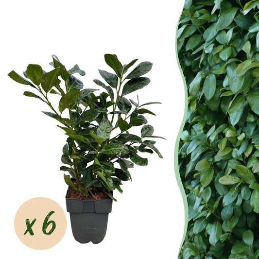 Kirschlorbeer Prunus laurocerasus Etna – Hecke – Blatt grün – 6 Pflanzen – 1 laufender Meter – Immergrün –  17cm x H50cm – Schnell wachsend & pflegeleicht 