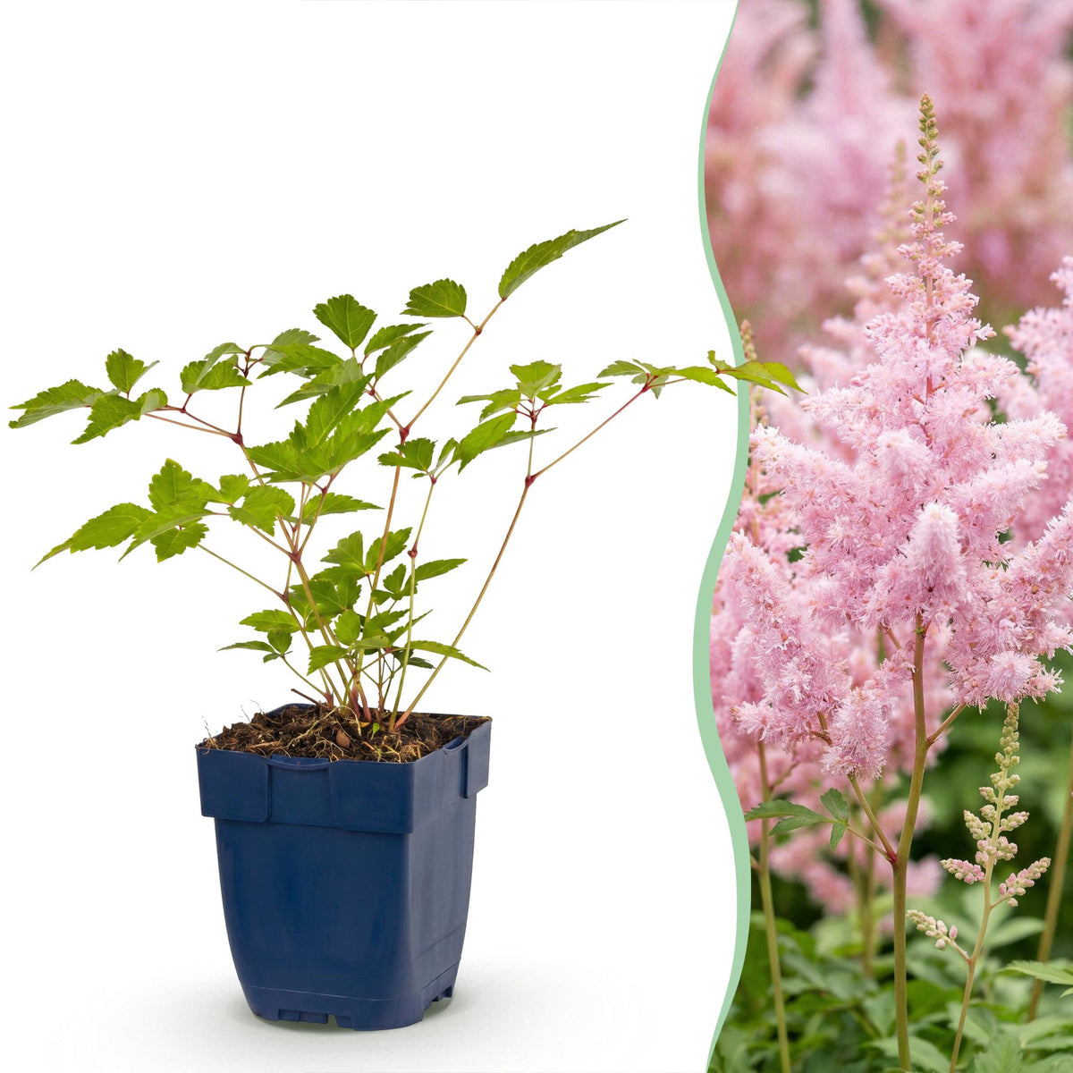 Prachtspiere 'Europa' – Astilbe japonica 'Europa' – Topf Ø11cm – Bienenfreundliche Staude für Garten & Balkon – Ansicht 2