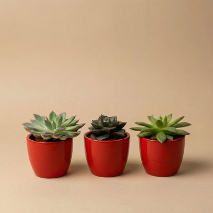 Sukkulenten Set 3er mit rotem Mini-Topf - ↑ 8–12 cm 