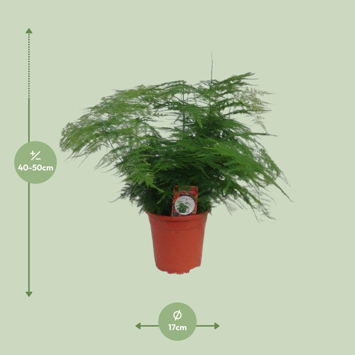 Asparagus Setaceus - Ø17cm - ↕45cm 