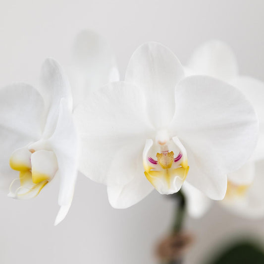 Kolibri Orchids | Weiße Amabilis Orchidee + Bold Cognac Übertopf – Topfgröße Ø9cm | blühende Zimmerpflanze – frisch vom Züchter 