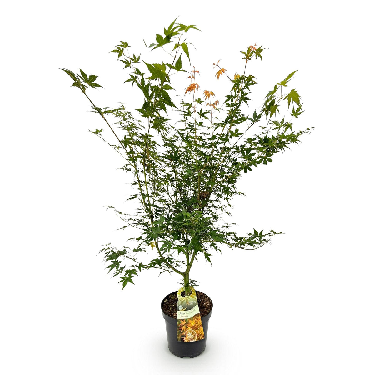 Green boutiQ - Gartenpflanze - Acer palmatum Katsura - Japanischer Ahorn - Laubabwerfend - Grün - 1 - Topf 26cm - Höhe 90cm 