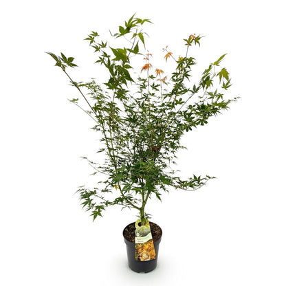 Green boutiQ - Gartenpflanze - Acer palmatum Katsura - Japanischer Ahorn - Laubabwerfend - Grün - 1 - Topf 26cm - Höhe 90cm 