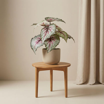 Begonie Kunstpflanze – ca.26cm – UV-beständig – Künstliche Blühpflanze im Topf – Pflegefreie Deko für Innen & Außen Balkon Terrasse & Fensterbank - Oasis of Life
