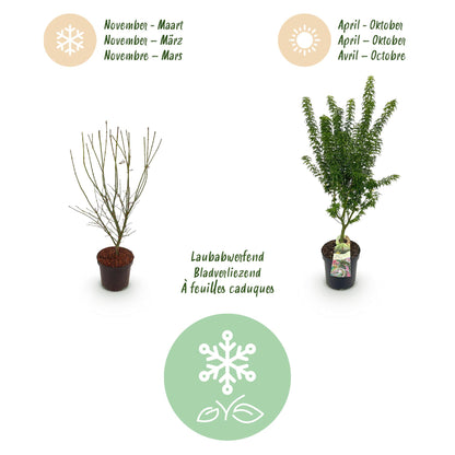 Green boutiQ - Gartenpflanze - Acer palmatum Koto Hime - Japanischer Ahorn - Laubabwerfend - Grün - 1 - Topf 26cm - Höhe 90cm 