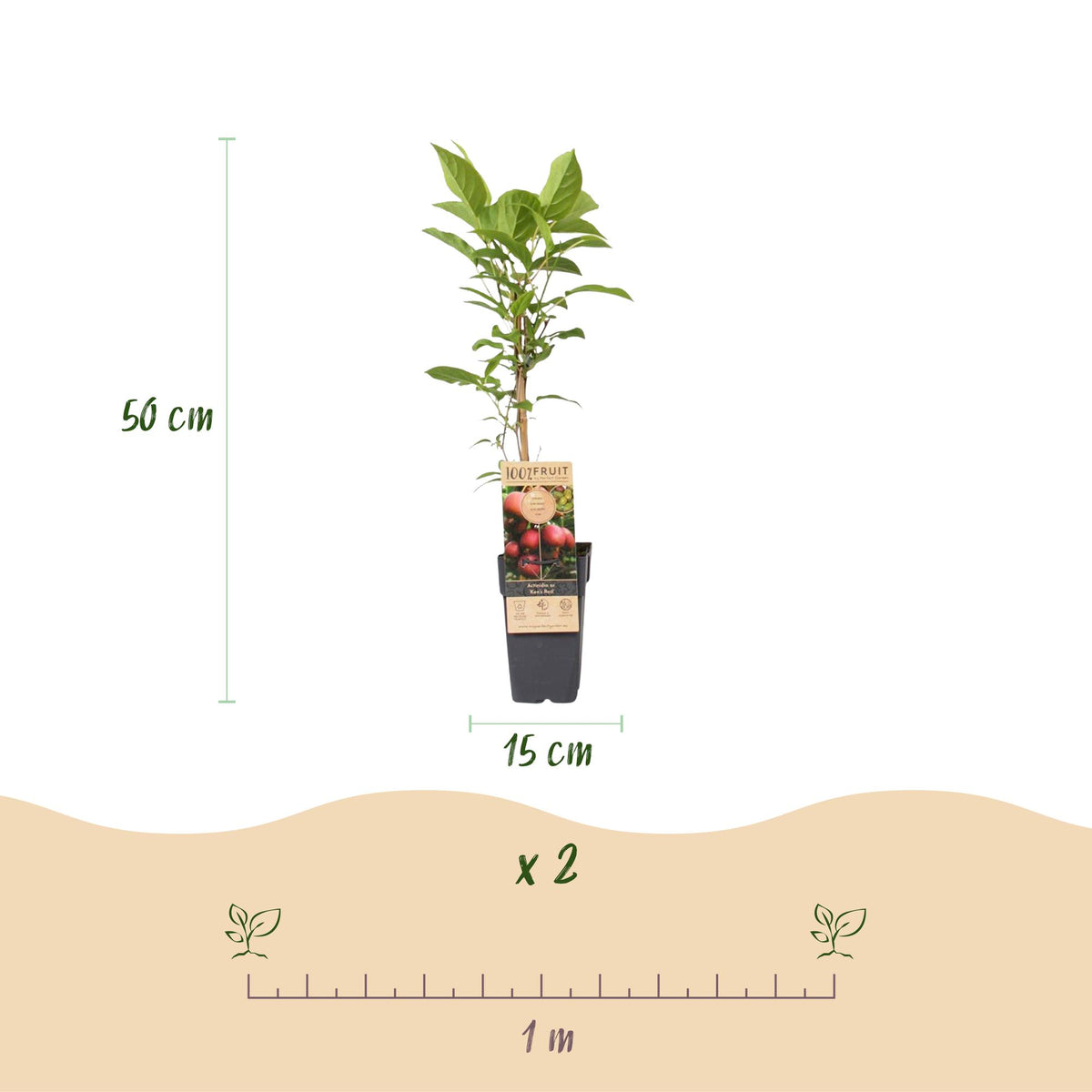 Green boutiQ - Fruit Plant - Actinidia Weiki & Hayward, Ken's Red, Golden Kiwi - Kiwi Plant - 1 Male - 3 Female - Plants - Green-Red-Yellow - Pot 15cm - Height 50cm 