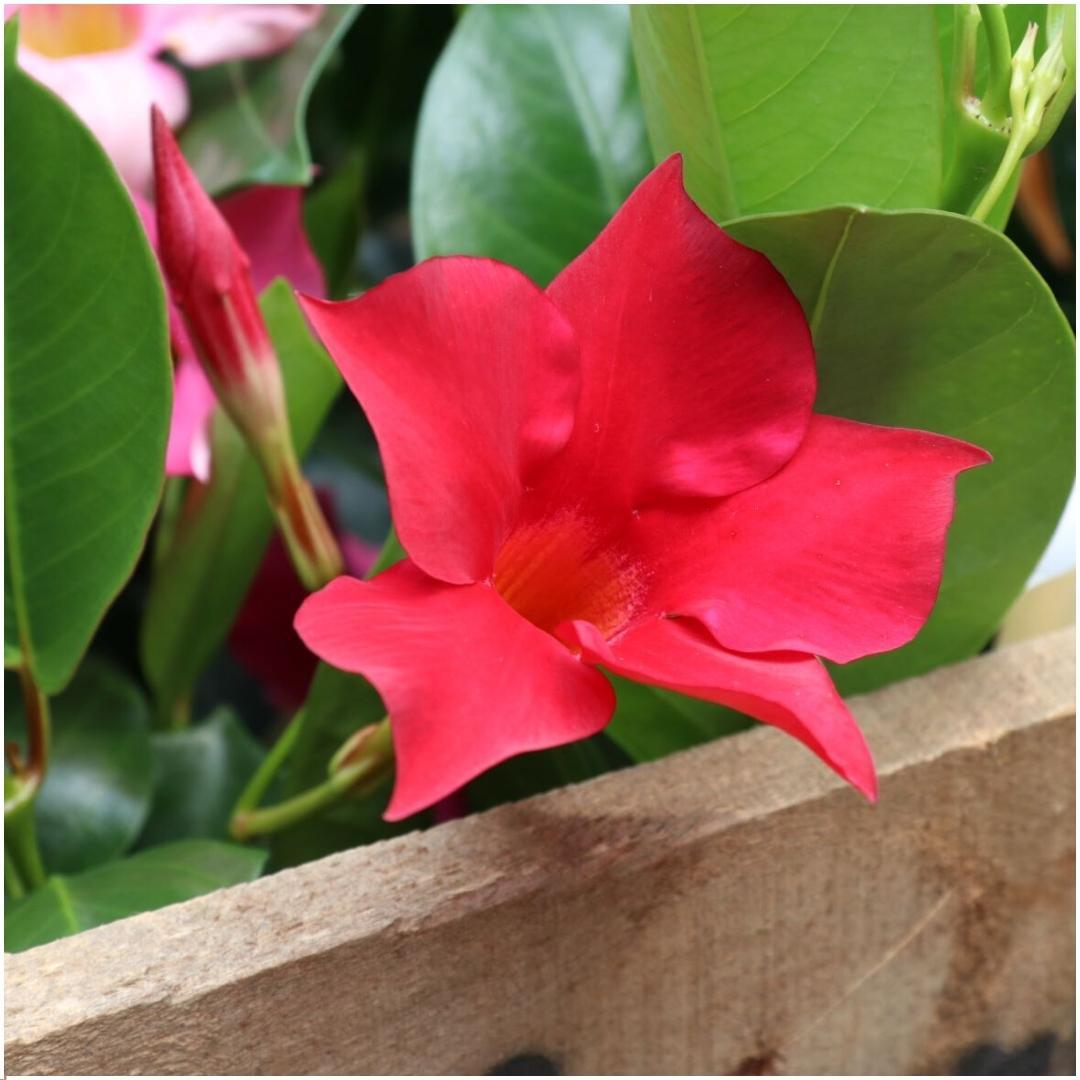 Dipladenia Red – Mandevilla Red – Kletterpflanze – Ø12 cm – ↕25 cm – Pflegeleicht – Lange Blütezeit – Innen & Außen – 6 Pflanzen 