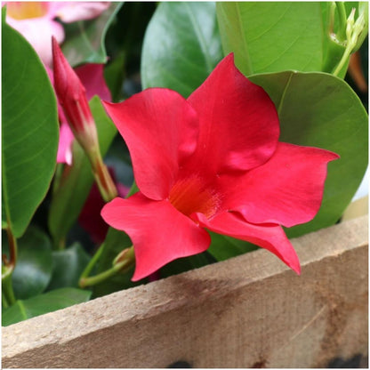 Dipladenia Red – Mandevilla Red – Kletterpflanze – Ø12 cm – ↕25 cm – Pflegeleicht – Lange Blütezeit – Innen & Außen – 6 Pflanzen 