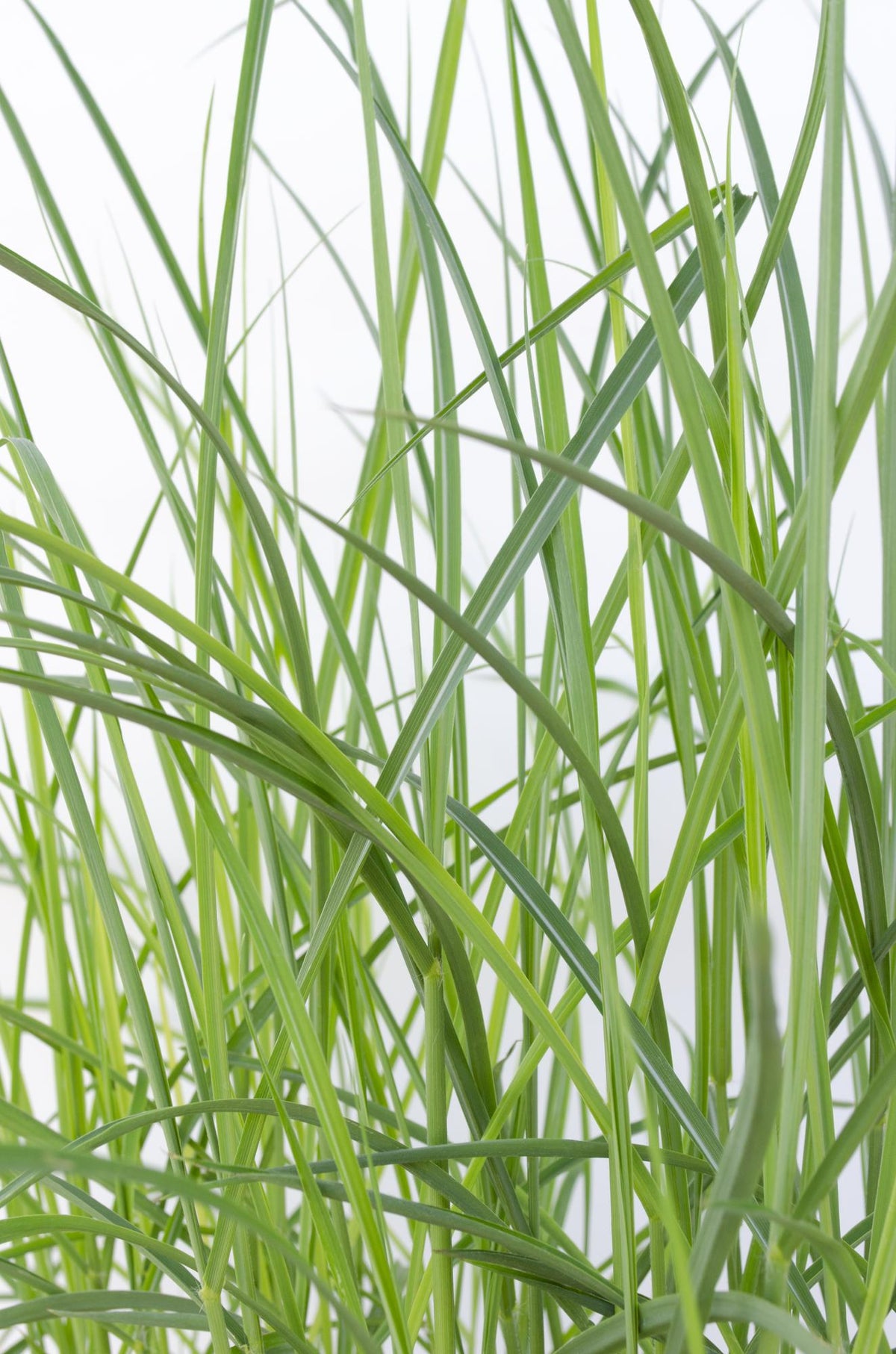 Chinaschilf - Miscanthus sinensis 'Ferner Osten' - Ø19cm ↕50cm - Ziergras mit roten Stängeln & rotbraunen Blüten - Winterhart & pflegeleicht 