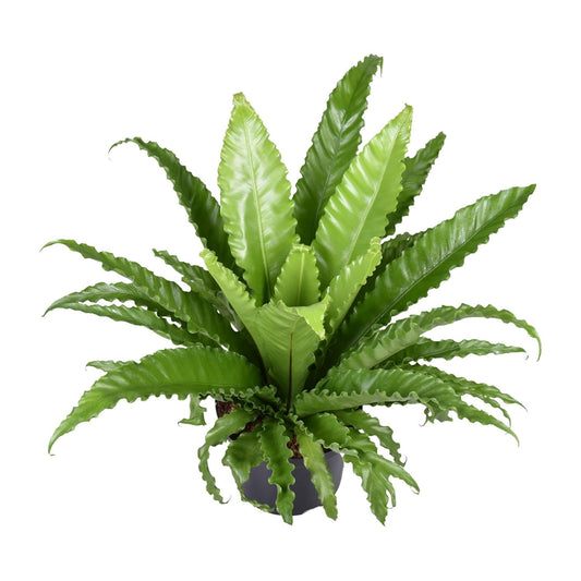 Nestfarn – Asplenium Antiquum Osaka – Zimmerpflanze – Ø23 cm – ↕60 cm – Üppige grüne Wedel – Pflegeleicht 