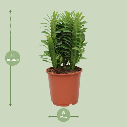 Euphorbia Trigona – Wolfsmilch – Zimmerpflanze – Ø12cm – ↕40cm – Sukkulente – Pflegeleicht & robust – Für hellen Halbschatten 