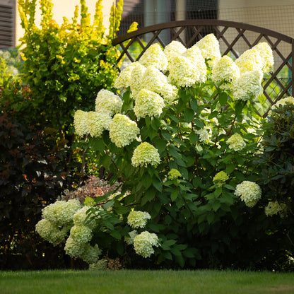 Green boutiQ - Gartenpflanze - Hydrangea panniculata Limelight - Schneeballhortensie - Winterhart - Limettengrün - 3 Pflanzen - Topf 12cm - Höhe 20-30cm 