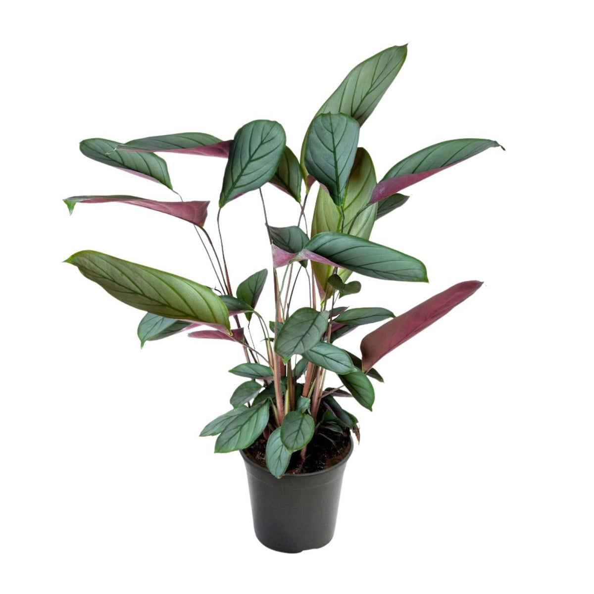 Ctenanthe Setosa – Ø17cm – ↕60cm – Tropische Zimmerpflanze mit auffälligem Blattmuster – Elegante Blattschmuckpflanze für Wohnzimmer, Büro & Wintergarten 