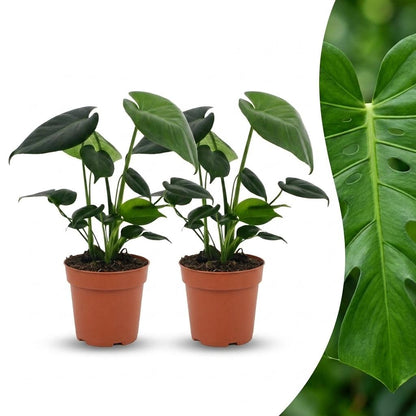 Fensterblatt – Monstera deliciosa – Topf Ø12cm – Höhe 30cm – Dekorative Zimmerpflanze