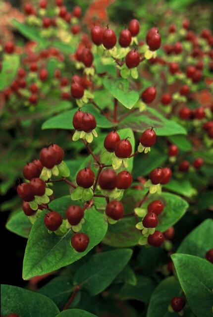 Hypericum inodorum 'Beauty' – 48 Pflanzen – ↕10-25 cm – Ø9 cm – Winterharter Zierstrauch – Gelbe Blüten – Bienenfreundlich – Pflegeleicht 