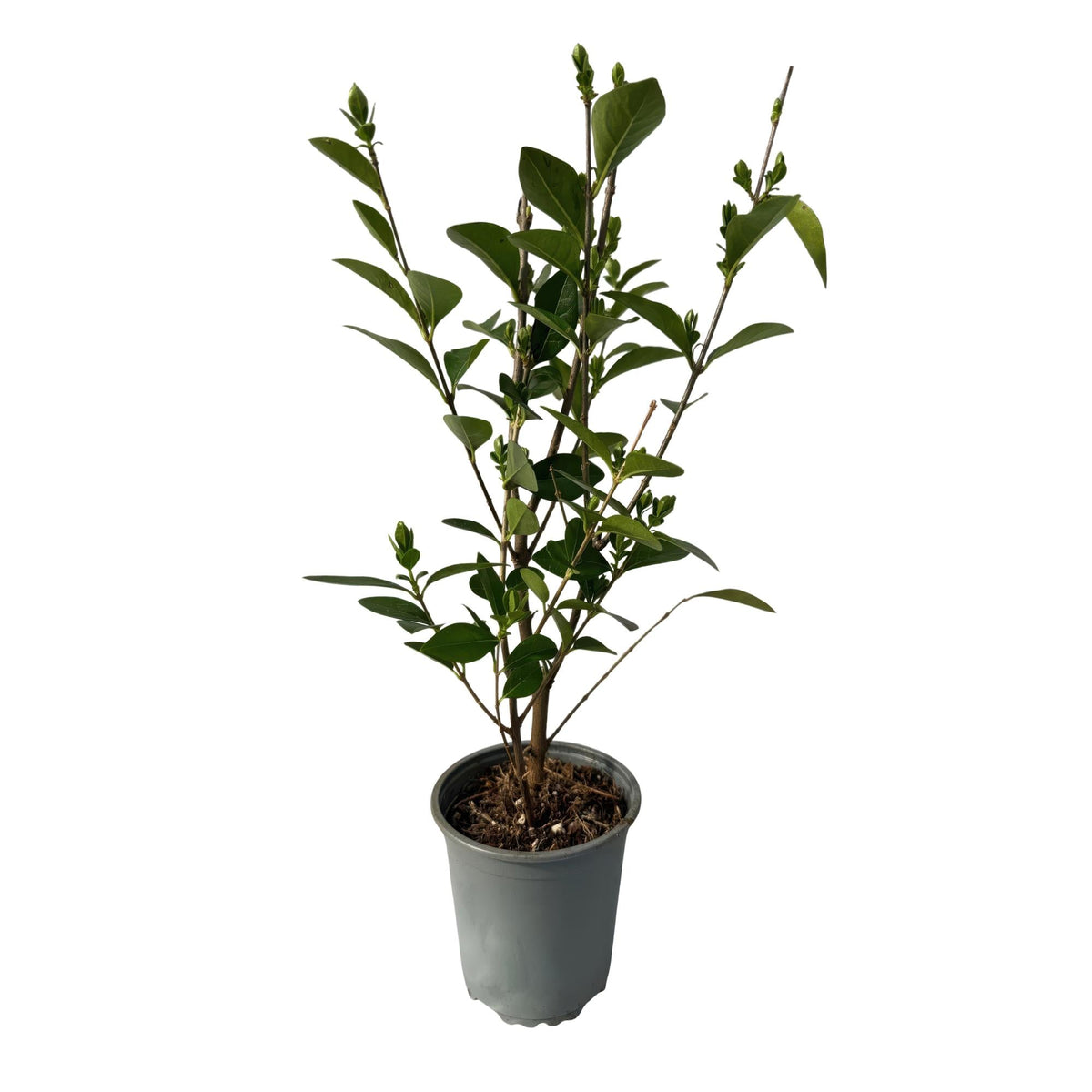 Ovalblättriger Liguster Ligustrum ovalifolium – Immergrüne Heckenpflanzen – 8 Pflanzen – 1 m – 9 cm Höhe 35–40 cm – Grün – Pflegeleicht 