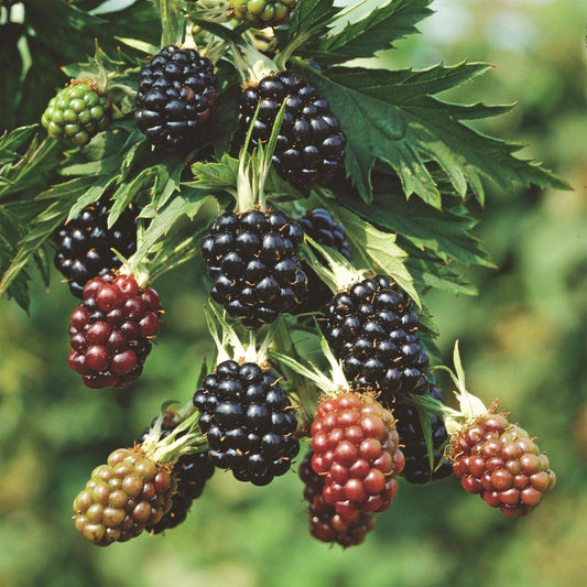 Green boutiQ - Fruit Plant - Rubus fruticosus Thornless Evergreen - Blackberry Plant - Thornless - Black Raspberry - 2 Plants - Pot 15cm - Height 50cm 