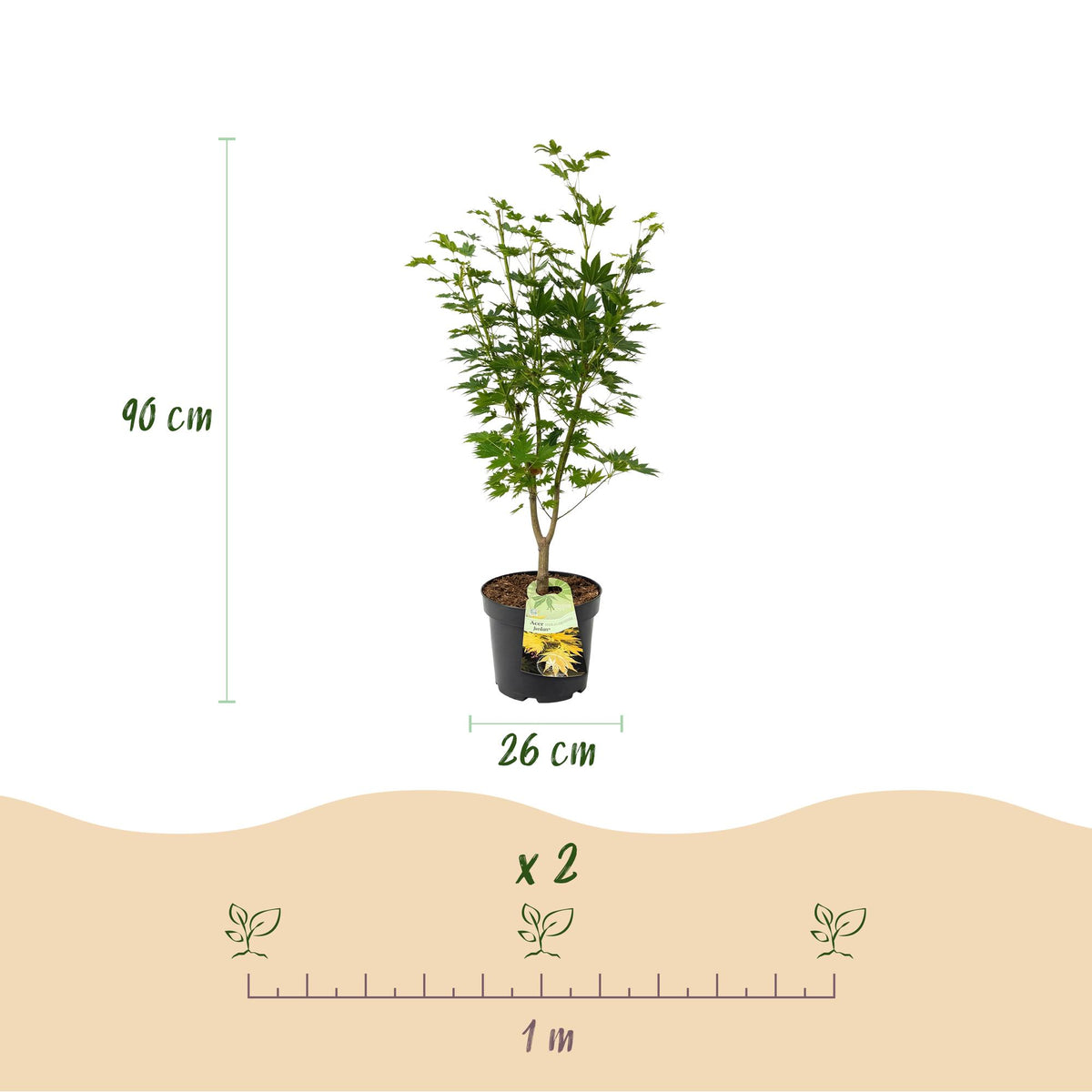 Green boutiQ - Gartenpflanze - Acer palmatum Jordan - Japanischer Ahorn - Laubabwerfend - Gelb - 1 - Topf 26cm - Höhe 90cm 