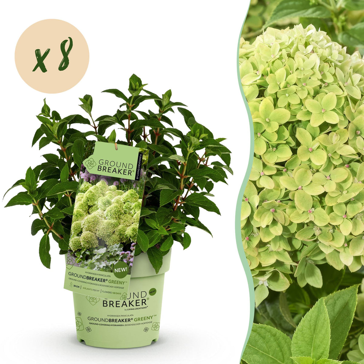 Rispenhortensie Hydrangea paniculata Groundbreaker Greeny 2er Set – frosthart cremeweiß bis grünlich – Ansicht 15