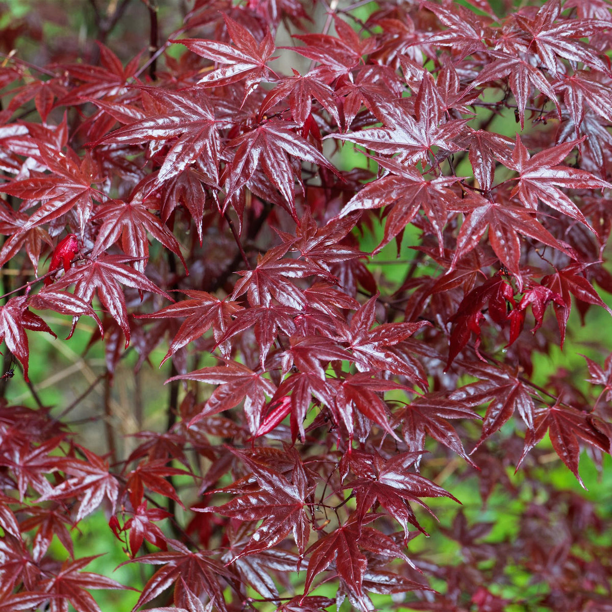 Green boutiQ - Gartenpflanze - Acer palmatum Bloodgood - Japanischer Ahorn - Laubabwerfend - Rot - 1 - Topf 26cm - Höhe 90cm 