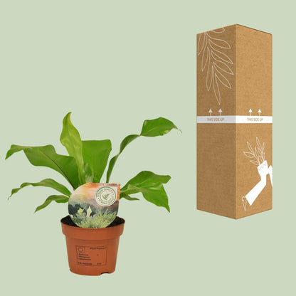 Rippenfarn – Asplenium Nidus – Zimmerpflanze – Ø12 cm – ↨35 cm – Pflegeleicht & Luftreinigend – Ideal für Halbschatten 