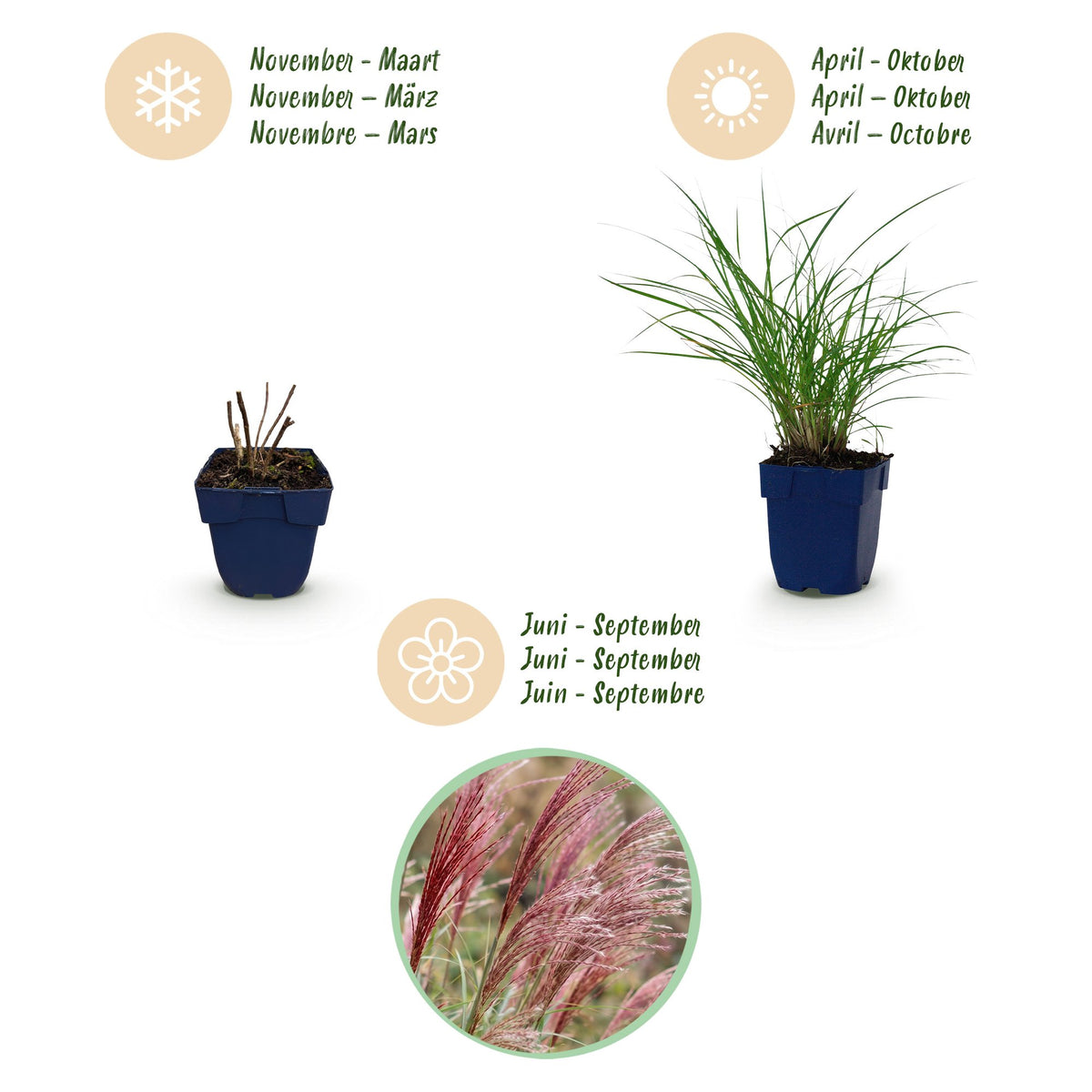 Chinaschilf 'Red Chief' – Miscanthus sinensis 'Red Chief' – 12 Pflanzen – Topf Ø11cm – Ansicht 4