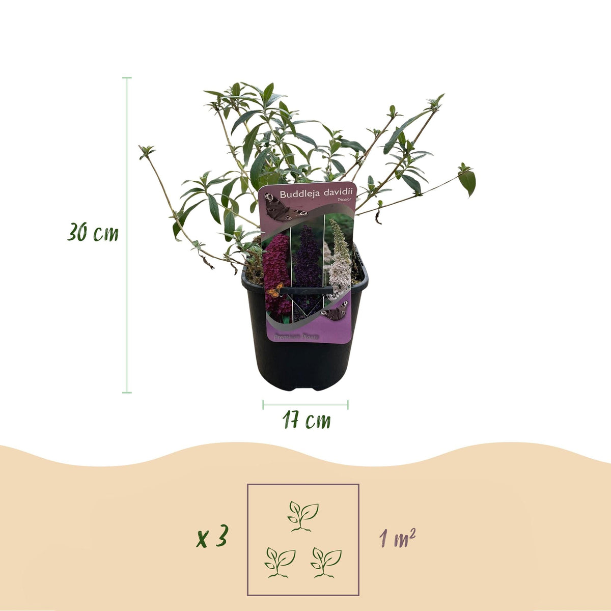 Schmetterlingsstrauch Buddleja davidii Tricolour – Blüten Rosa, Weiß & Lila – Bienen- & Schmetterlingsfreundlich – 17 cm x H30 cm – pflegeleicht 