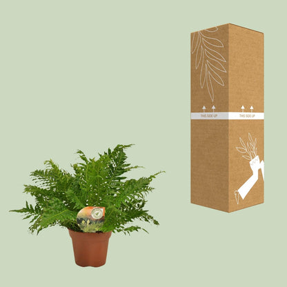 Zwerg-Baumfarn – Blechnum Silver Lady – Zimmerpflanze – Ø17 cm – ↕50 cm – Pflegeleicht – Silbergrüne Wedel – Luftreinigend 
