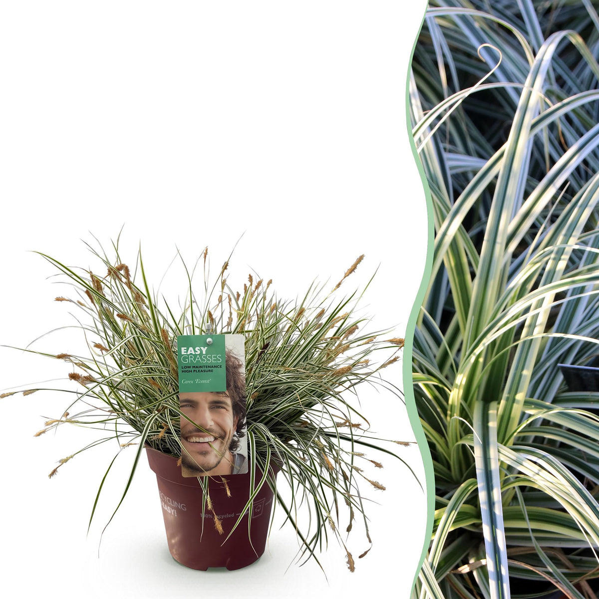 GreenboutiQ - Ziergräser - Carex oshimensis Everest - Weiß und Grün - 1 Pflanze - Immergrün - Winterhart - Topf 17cm Höhe 50cm 