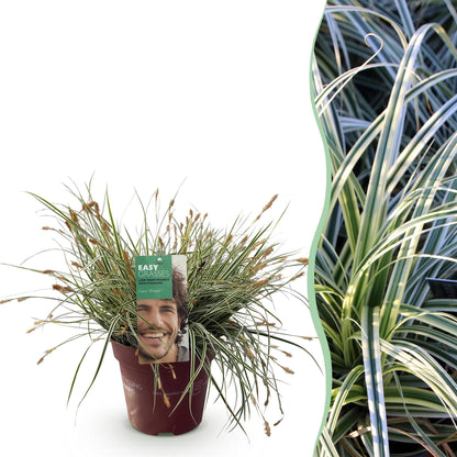 GreenboutiQ - Ziergräser - Carex oshimensis Everest - Weiß und Grün - 1 Pflanze - Immergrün - Winterhart - Topf 17cm Höhe 50cm 