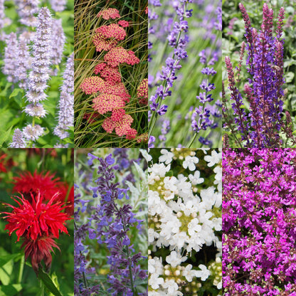 Staudenset – Duftende Blumen – 24 Stauden Ø11cm – Für ca. 3 m² – Bienenfreundlich & pflegeleicht – Verschiedene Farben & Blütezeiten – Ideal für sonnige Beete 
