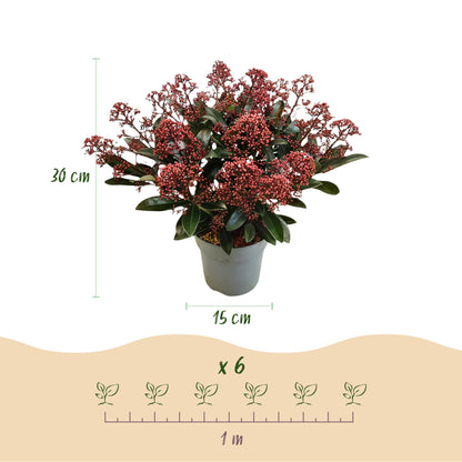 GreenboutiQ - Terrassenpflanze - Skimmia japonica Rubella - Blüte Rot - 15+ Blumen - 2 Pflanzen - Winterhart - Topf 15cm Höhe 30cm 
