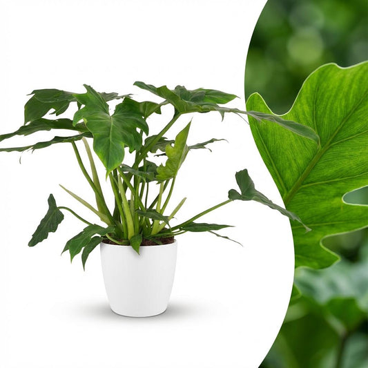Green boutiQ - Zimmerpflanze - Philodendron - Philodendron Lacerum - Grün - Pflegeleicht - 1 Pflanze - mit weißem Übertopf - Topf 19cm - Höhe 65cm 