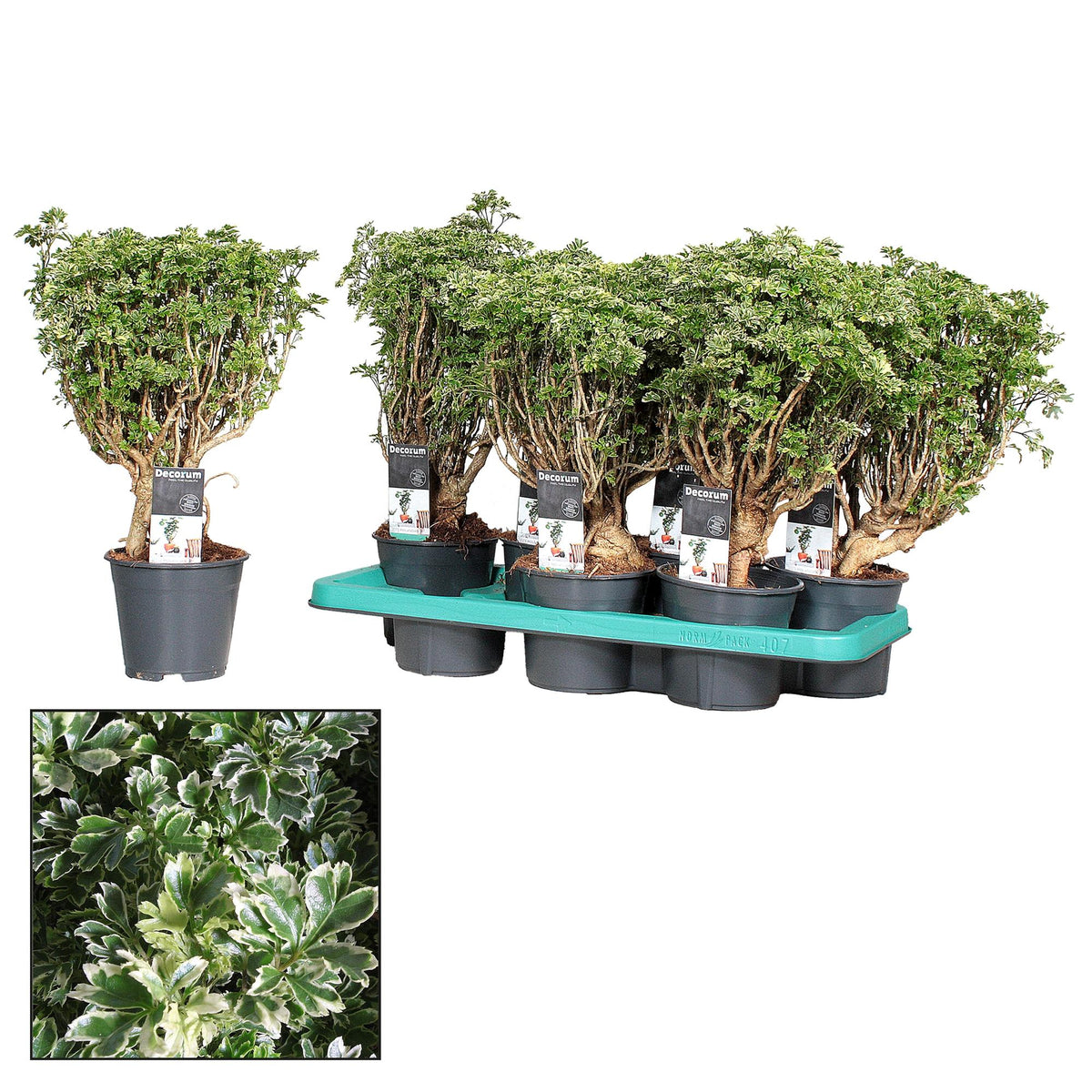 Polyscias Hawaiiana Ming Gold Bonsai (Decorum) - Ø14cm - ↕40cm 