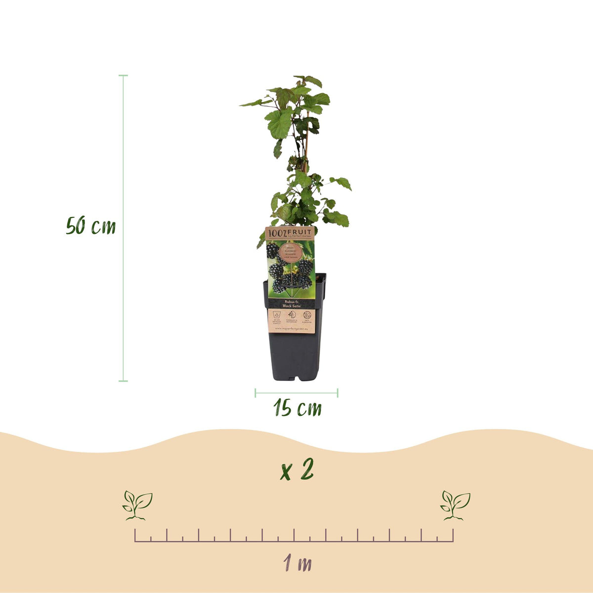 Green boutiQ - Fruit Plant - Rubus fruticosus Black Satin - Blackberry Plant - Hardy - Black Raspberry - 2 Plants - Pot 15cm - Height 50cm 