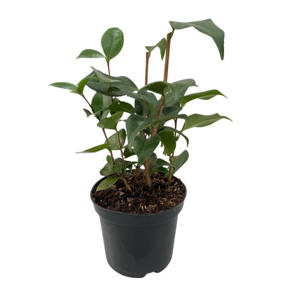 Kamelie Camellia japonica Tricolour – Strauch – Blüte Rosa, Weiß & Rot – Immergrün – 15cm Höhe 30cm – Für Garten & Terrasse 
