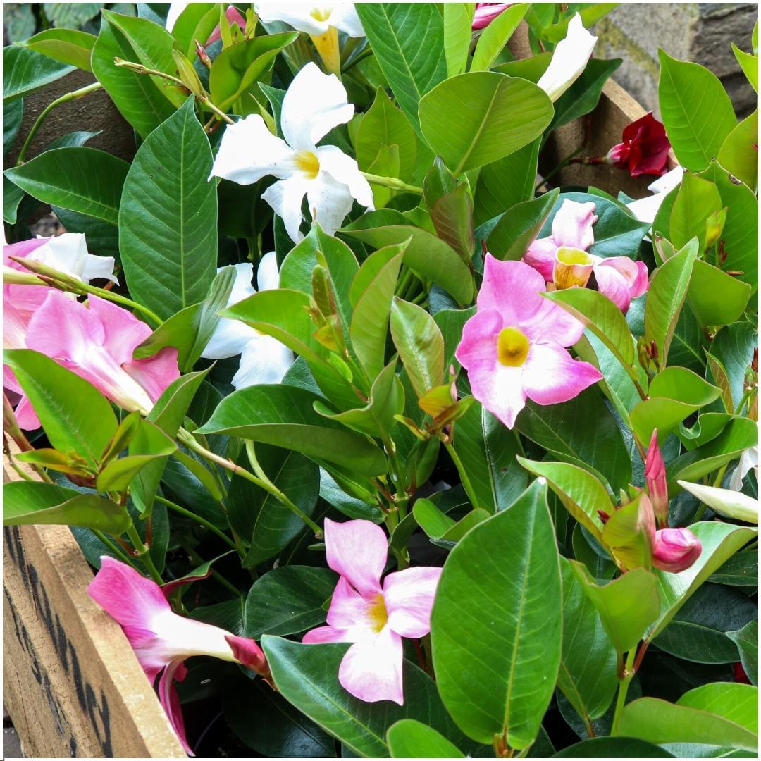 Dipladenia Weiß – Mandevilla White – 6 Pflanzen - Ø12 cm Topf – Ca. 25 cm hoch – Blühfreudige & pflegeleichte Kletterpflanzen – Für Garten, Balkon & Terrasse 