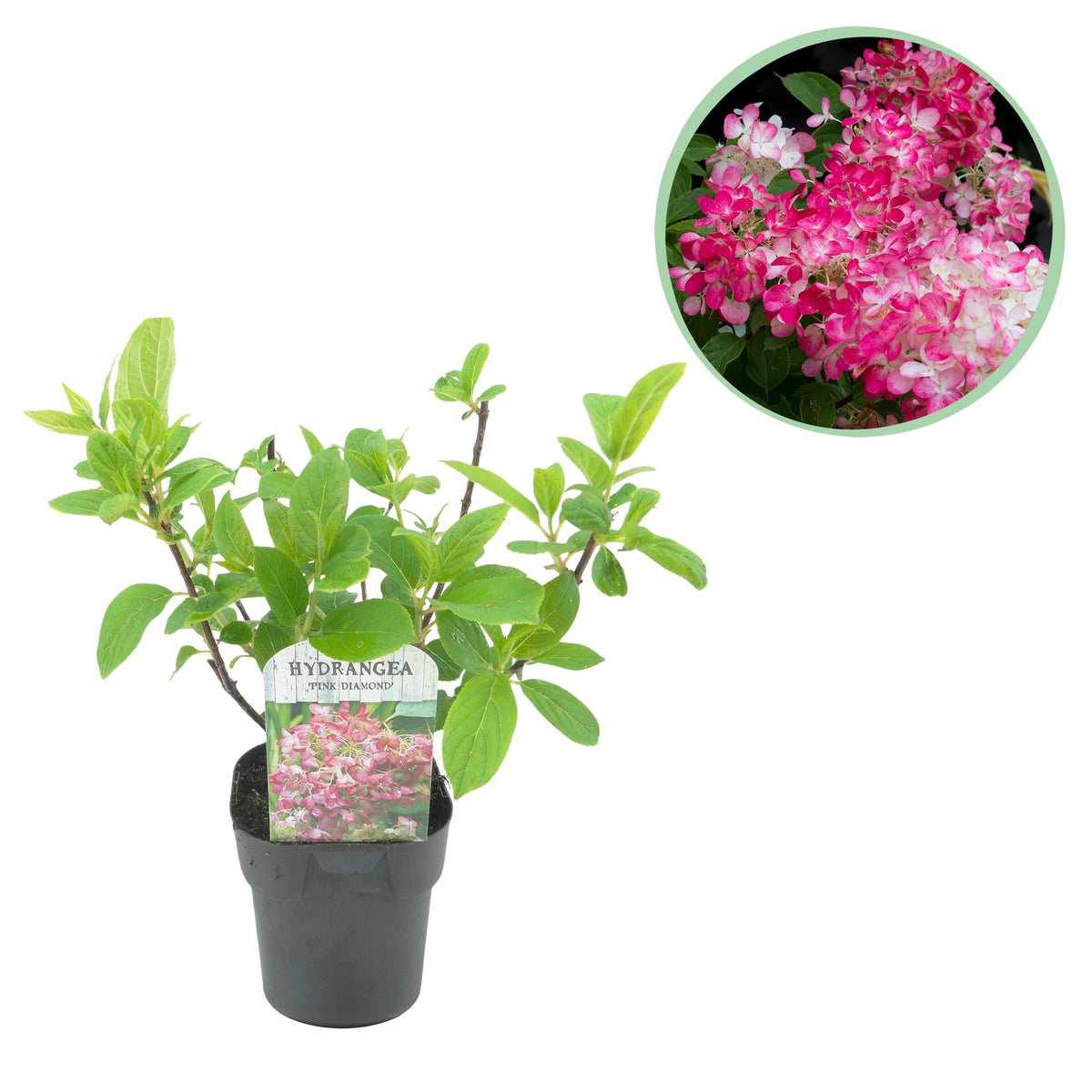 Rispenhortensie – Hydrangea panniculata Pink Diamond – Blüte Weiß-Rosa – Laubabwerfend – Große Blüten – 17cm – Höhe ca. 50cm 