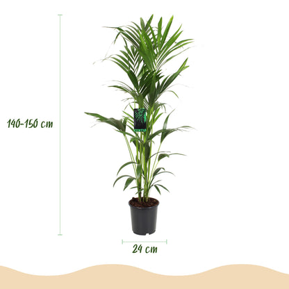 Howea Forsteriana – Kentia-Palme – 140–150cm – ø24cm – Pflegeleichte Zimmerpalme mit gefiederten Blättern – Tropische Grünpflanze für Innenräume – Robuste, luftreinigende Palmenart 