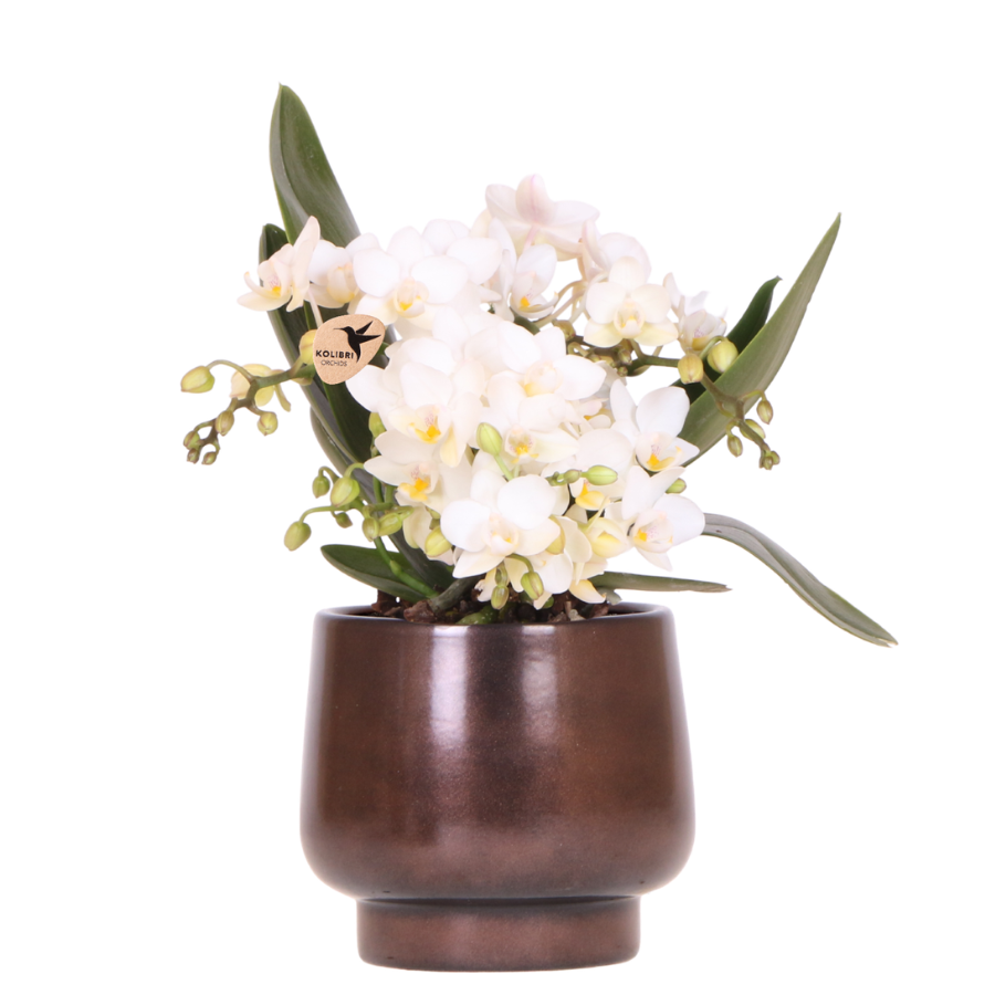 Kolibri Orchids | Scandic Copper pot Ø9cm met witte Nazaré orchidee – vers van de kweker 