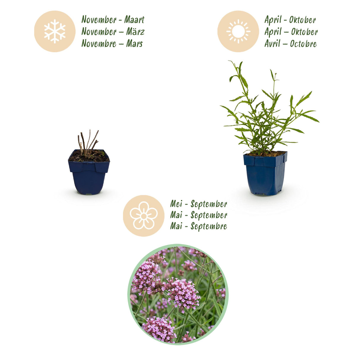 Eisenkraut – Verbena bonariensis 'Lollipop' – Topf Ø11cm – Bienenfreundliche Staude für Garten & Balkon – Ansicht 4